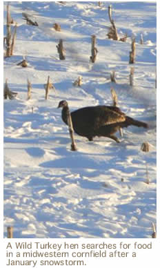 A Wild Turkey hen searches for food  in a midwestern cornfield after a  January snowstorm.